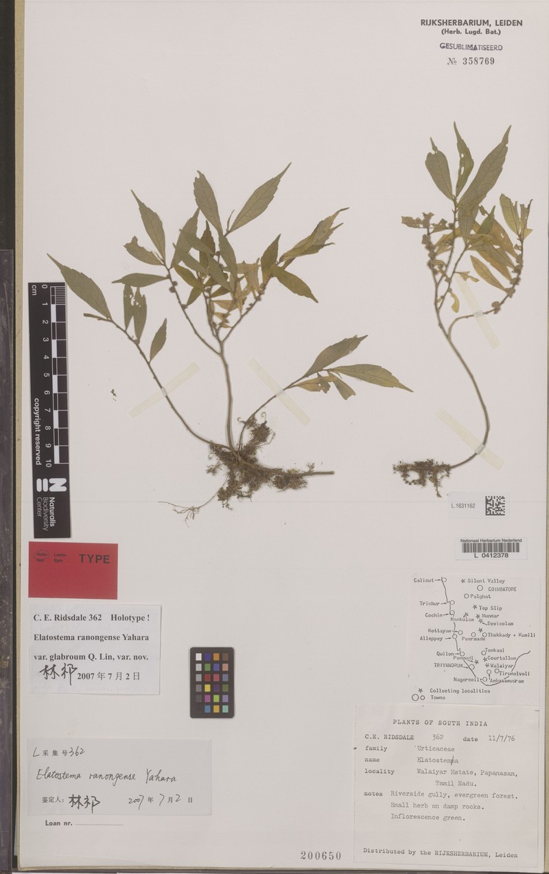 Elatostema ranongense var. glabrum