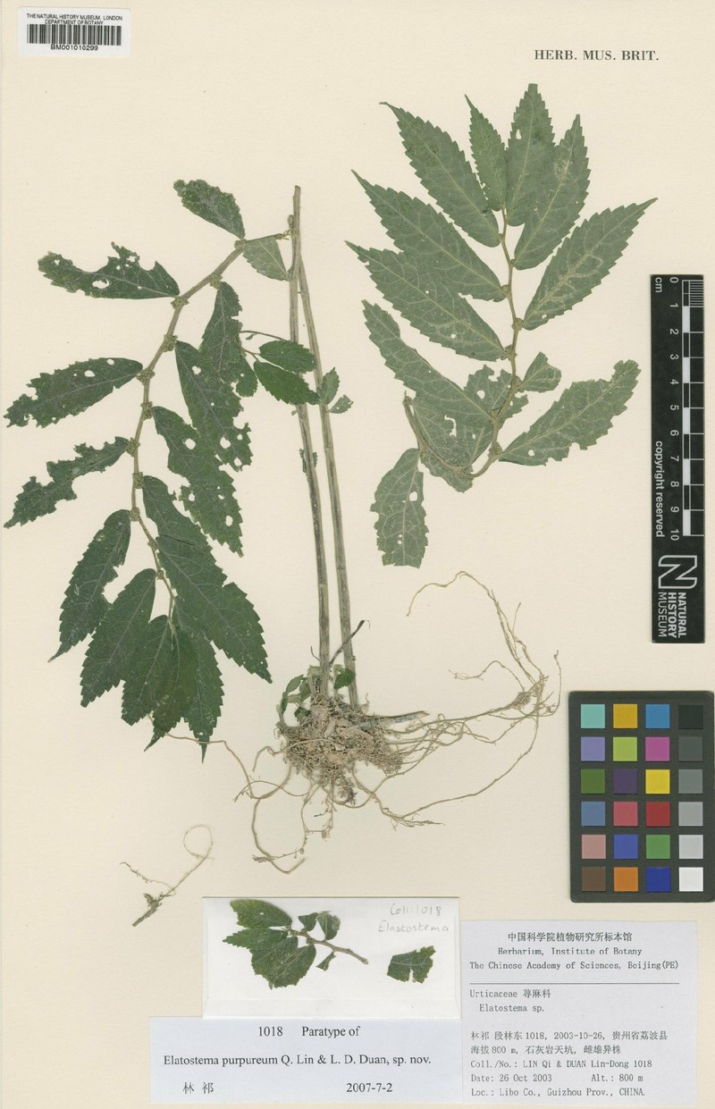 Elatostema sinopurpureum