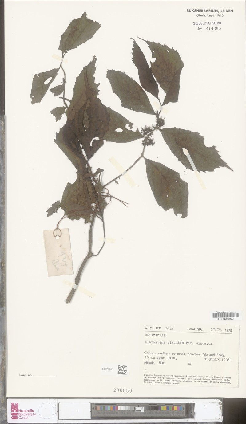 Elatostema sinuatum var. sinuatum
