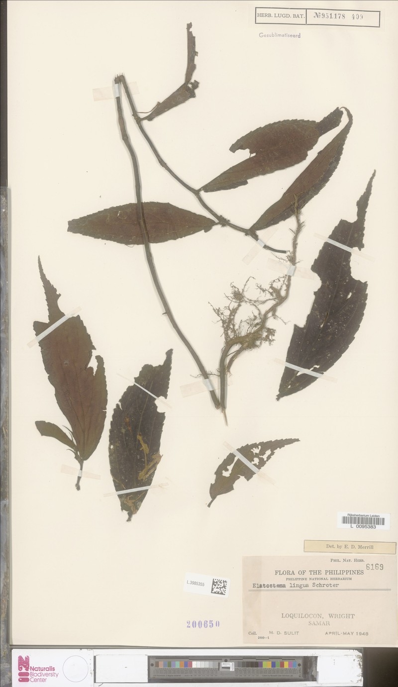 Elatostematoides lingua