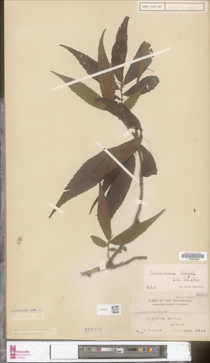 Elatostematoides lingua photo 2