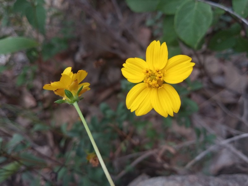 Electranthera cuneifolia