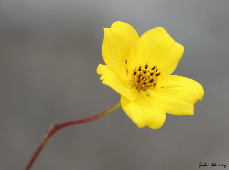 Electranthera cuneifolia photo 2