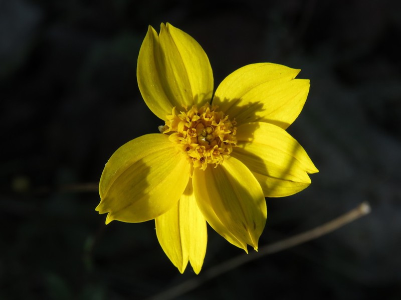 Electranthera cuneifolia photo 3
