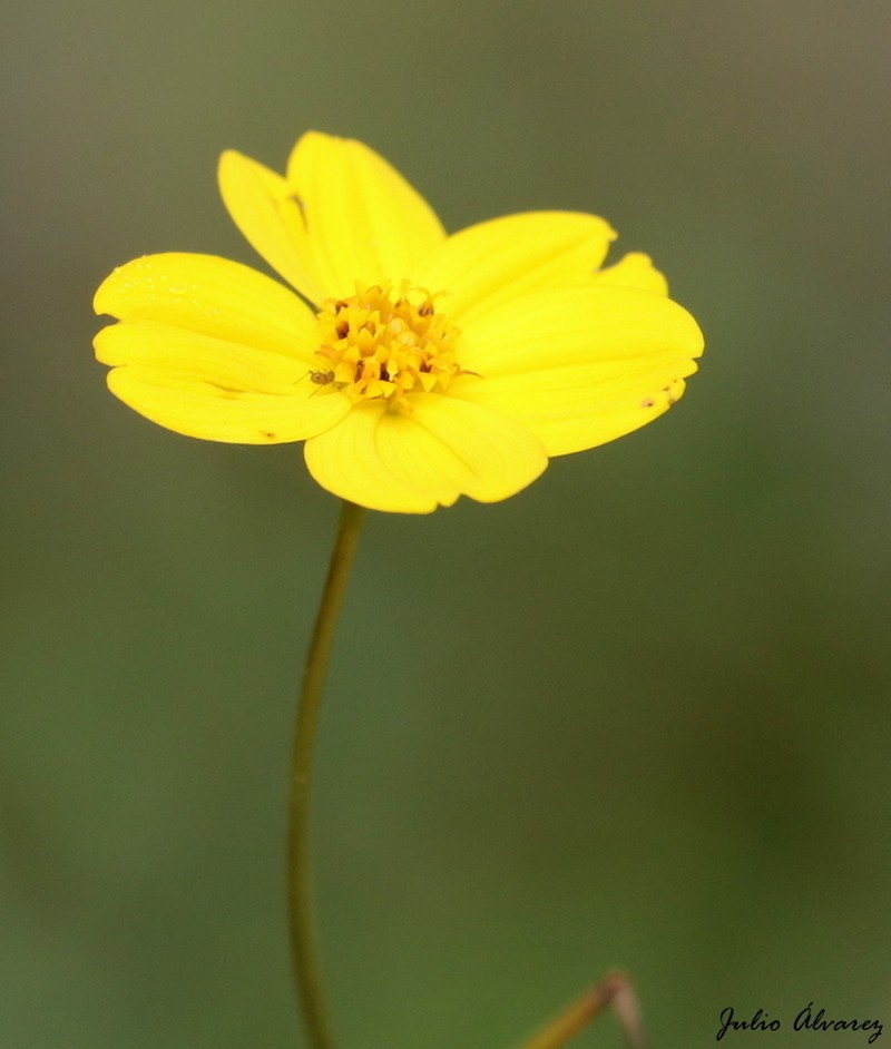 Electranthera cuneifolia photo 4