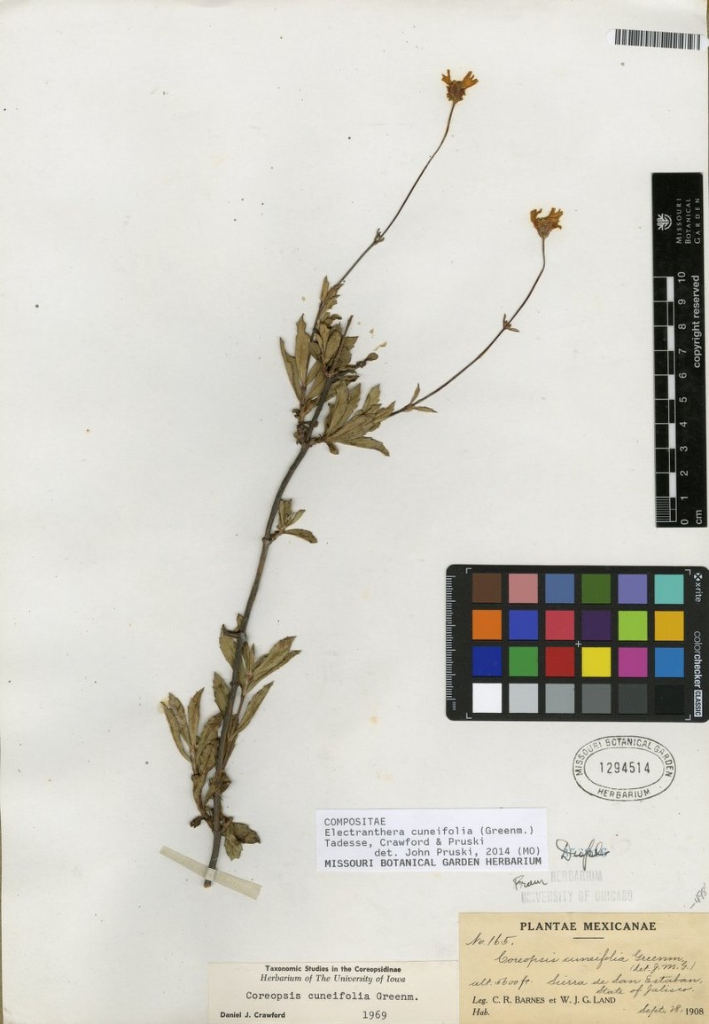 Electranthera cuneifolia photo 6