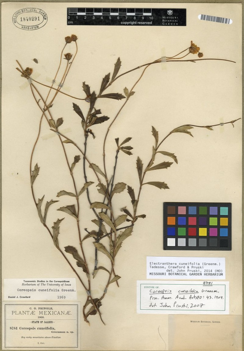 Electranthera cuneifolia photo 7