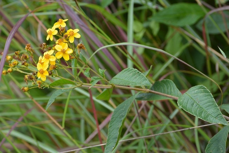 Electranthera mutica