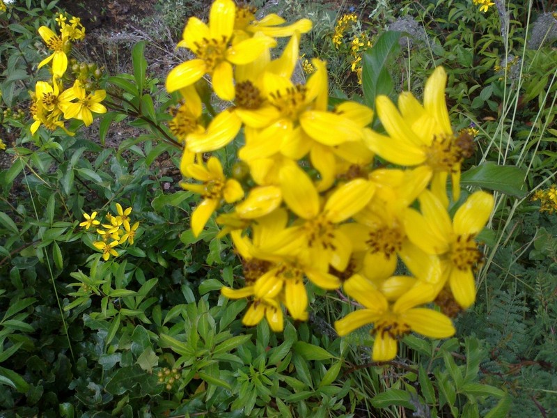 Electranthera mutica photo 2
