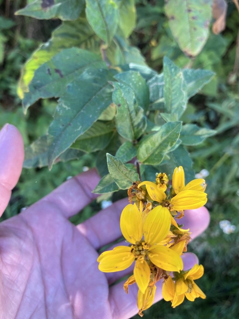 Electranthera mutica photo 3