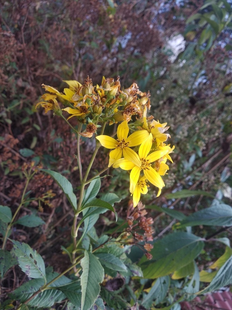Electranthera mutica photo 4