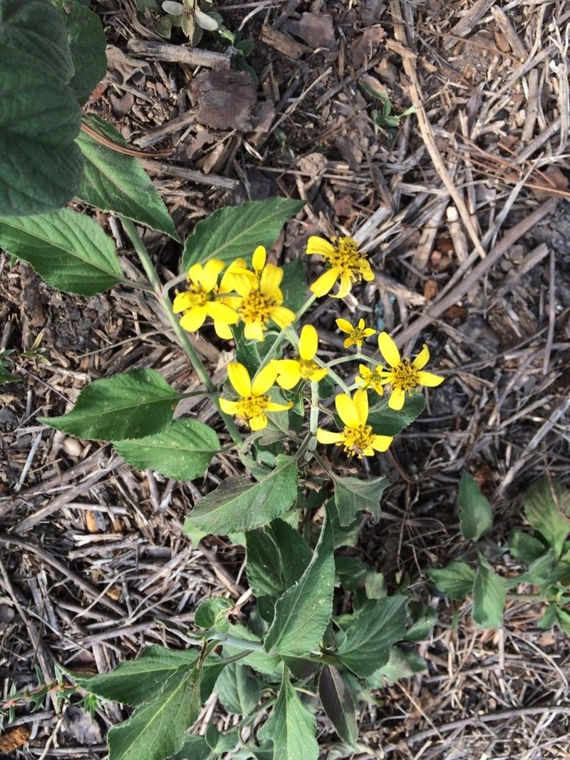Electranthera mutica photo 5