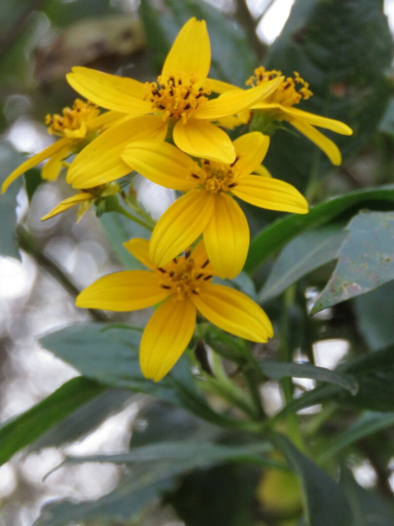 Electranthera mutica photo 6