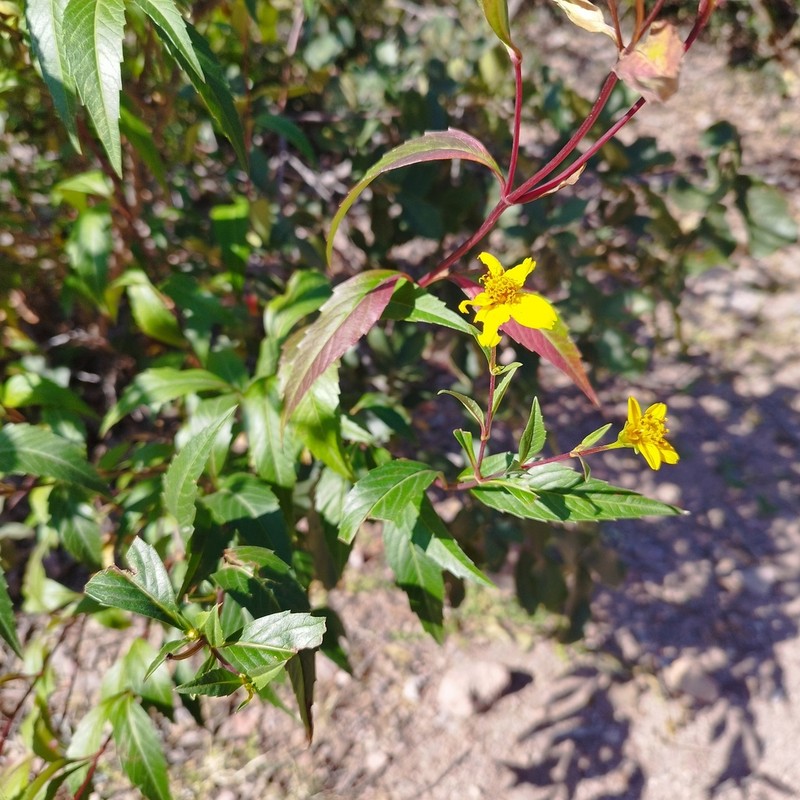 Electranthera mutica photo 8