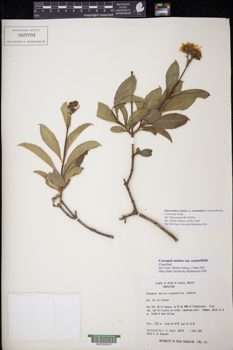 Electranthera mutica var. carnosifolia