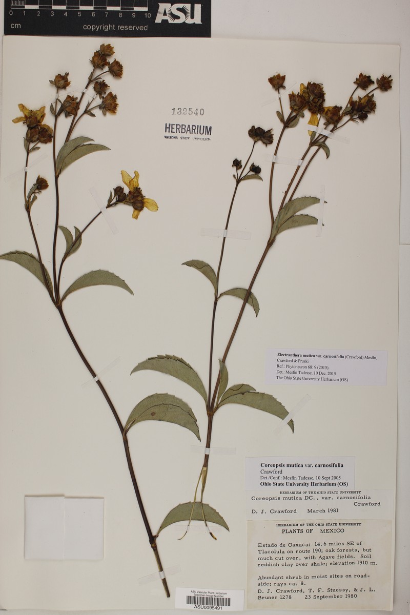 Electranthera mutica var. carnosifolia photo 2