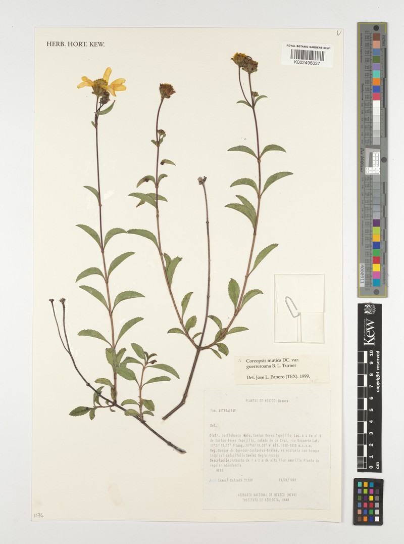 Electranthera mutica var. guerreroana