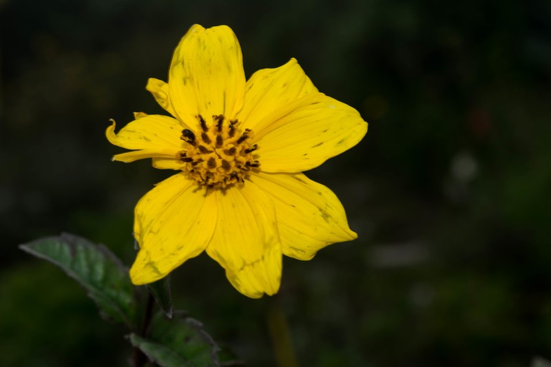 Electranthera mutica var. holotricha
