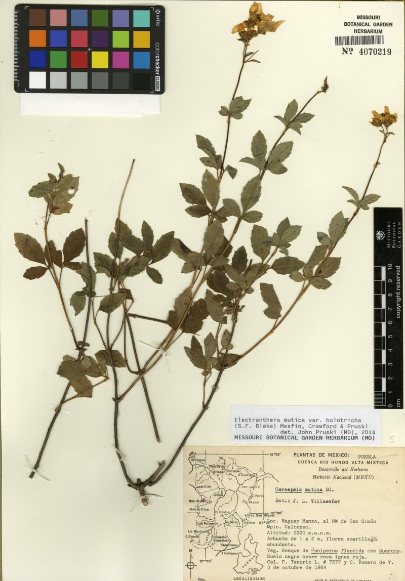 Electranthera mutica var. holotricha photo 2