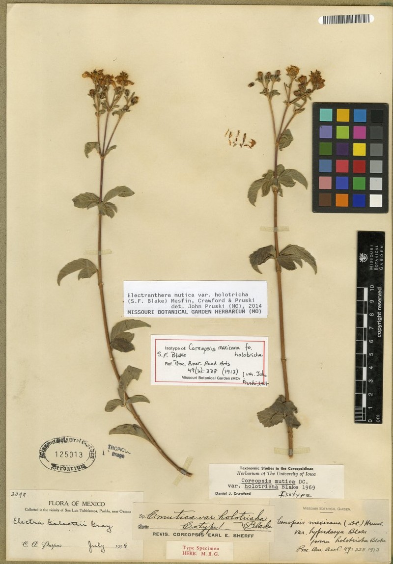 Electranthera mutica var. holotricha photo 3