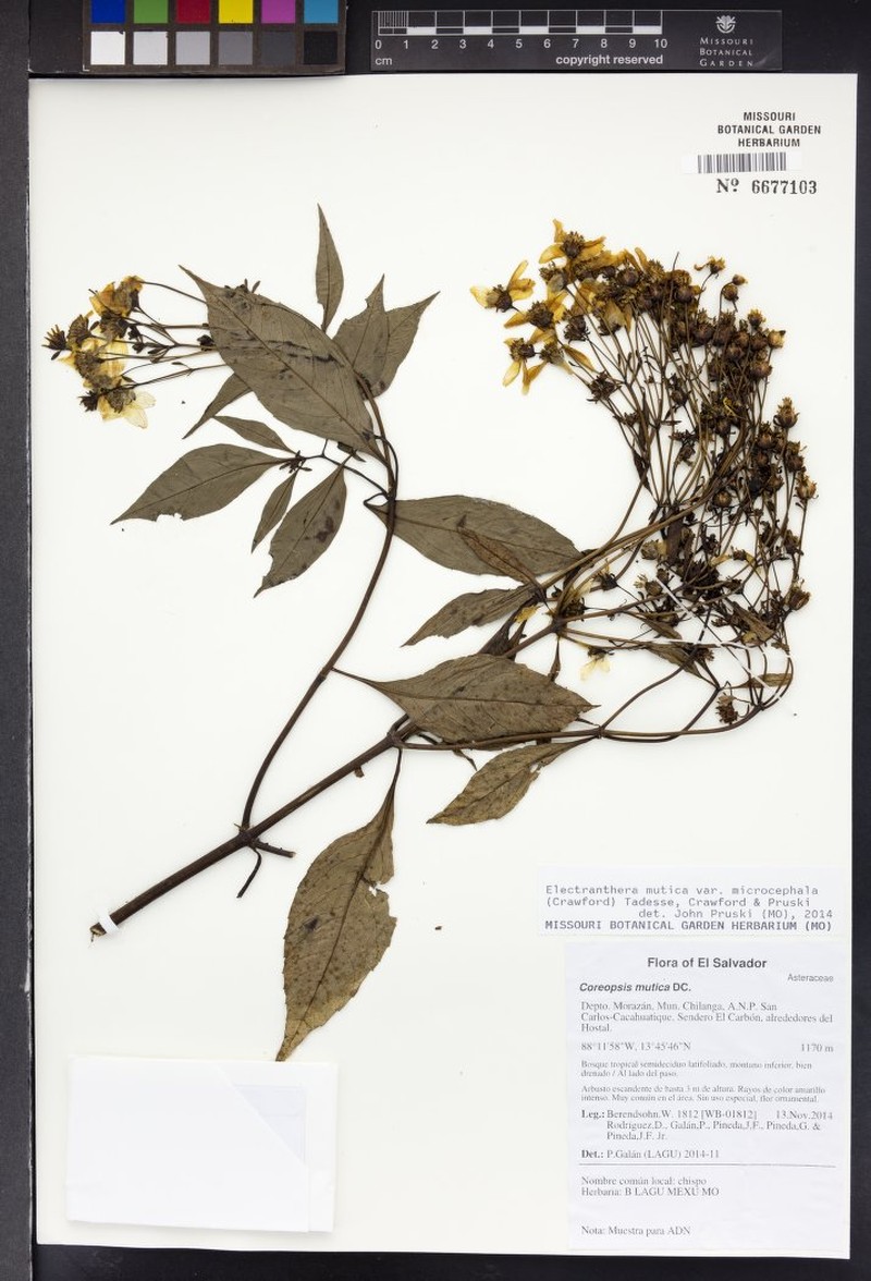 Electranthera mutica var. microcephala