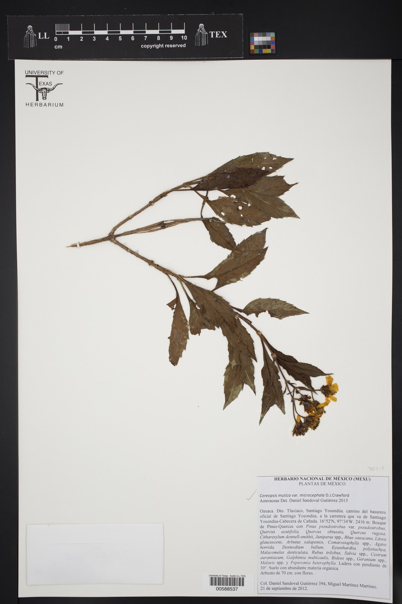 Electranthera mutica var. microcephala photo 2