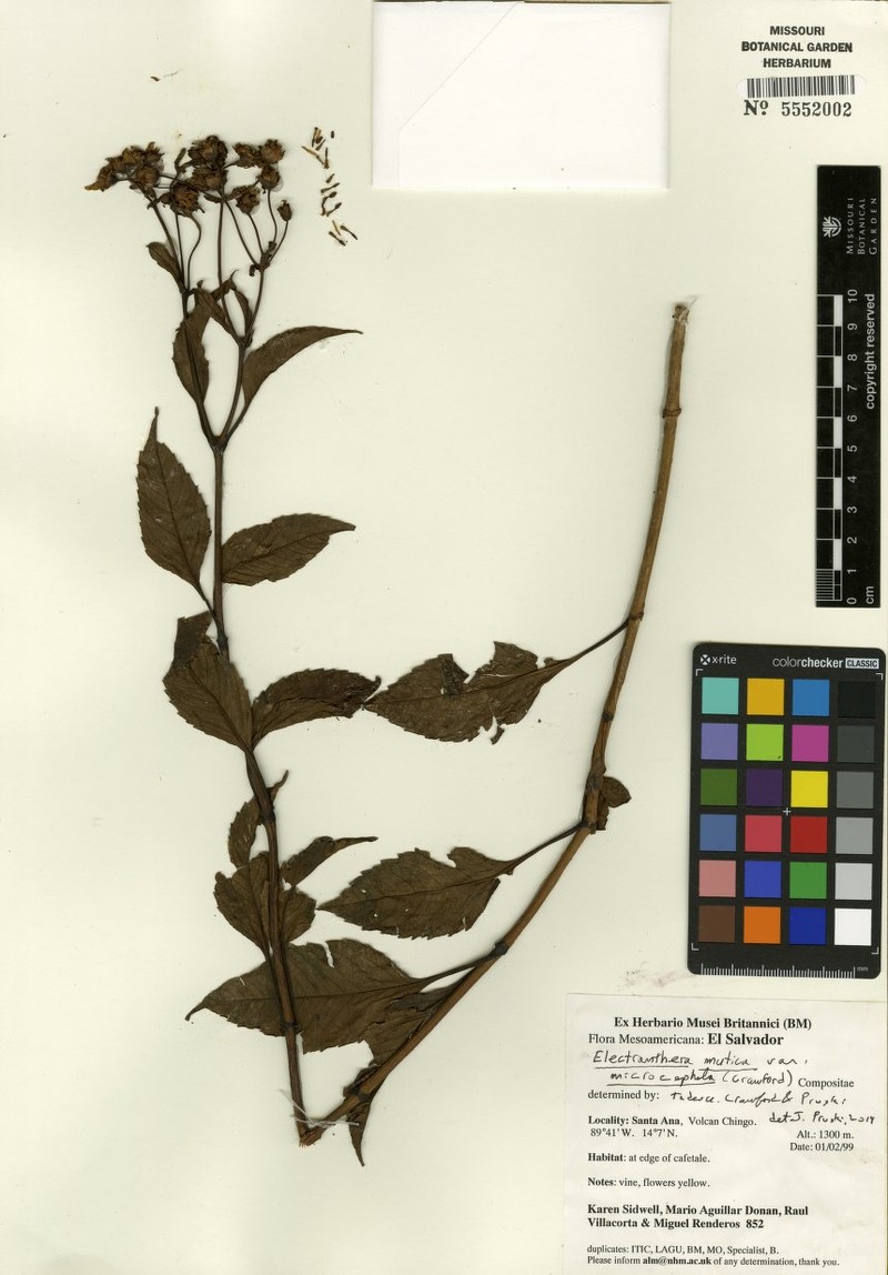 Electranthera mutica var. microcephala photo 3