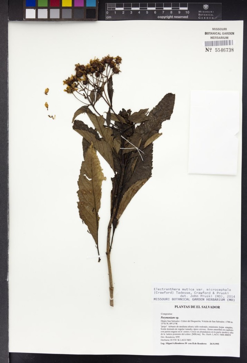 Electranthera mutica var. microcephala photo 4
