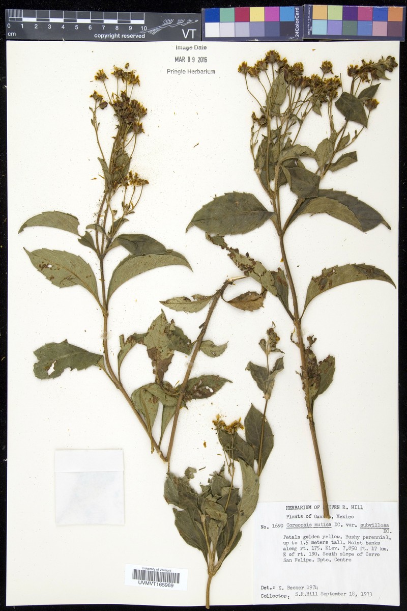 Electranthera mutica var. subvillosa