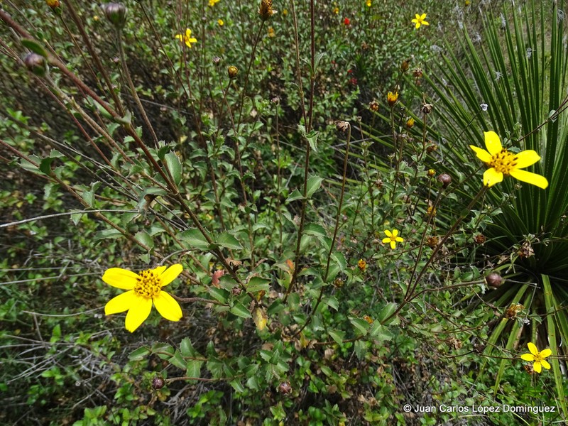 Electranthera parvifolia photo 3