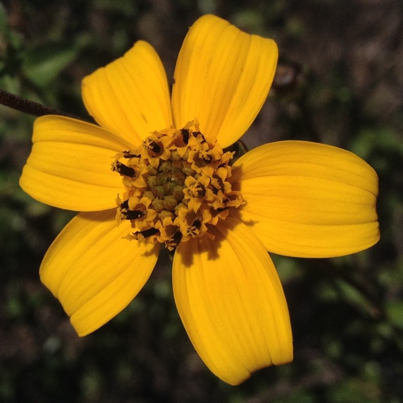 Electranthera parvifolia photo 4