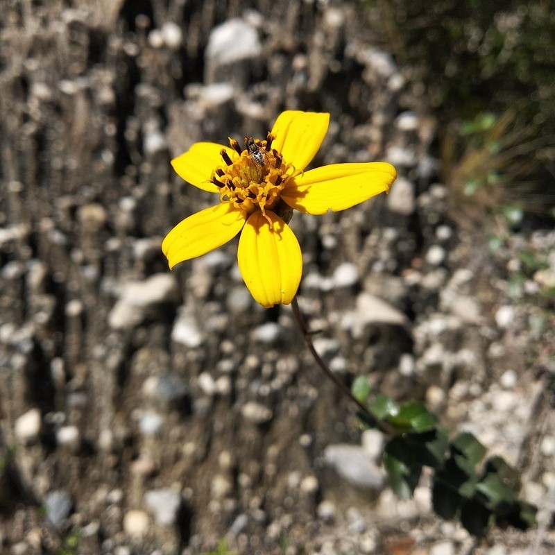 Electranthera parvifolia photo 5