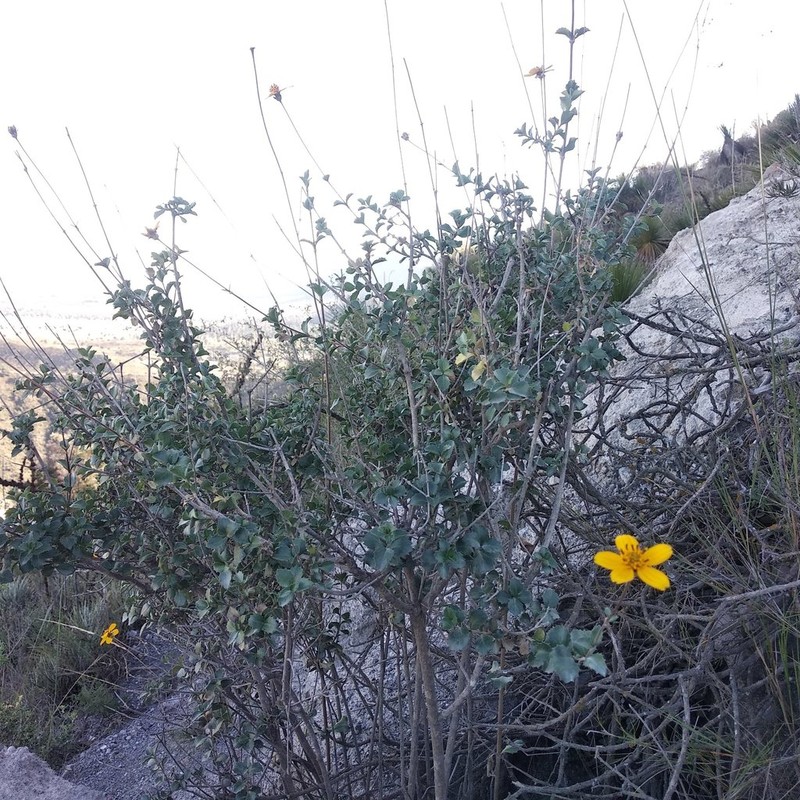 Electranthera parvifolia photo 6