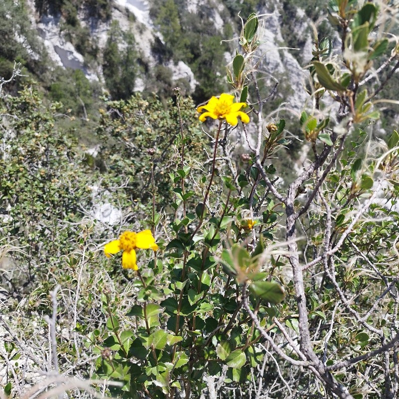 Electranthera parvifolia photo 7