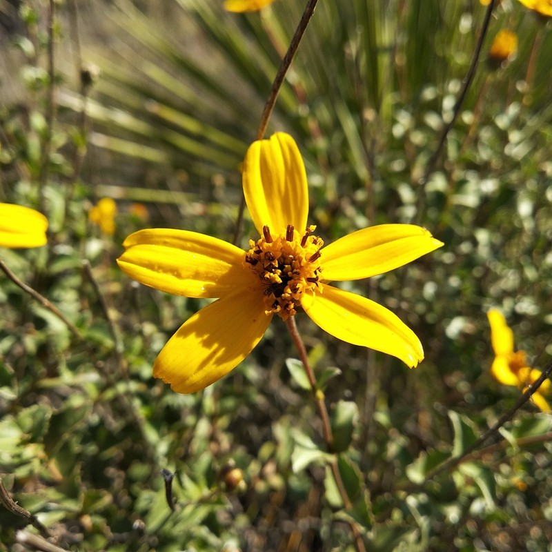 Electranthera parvifolia photo 8