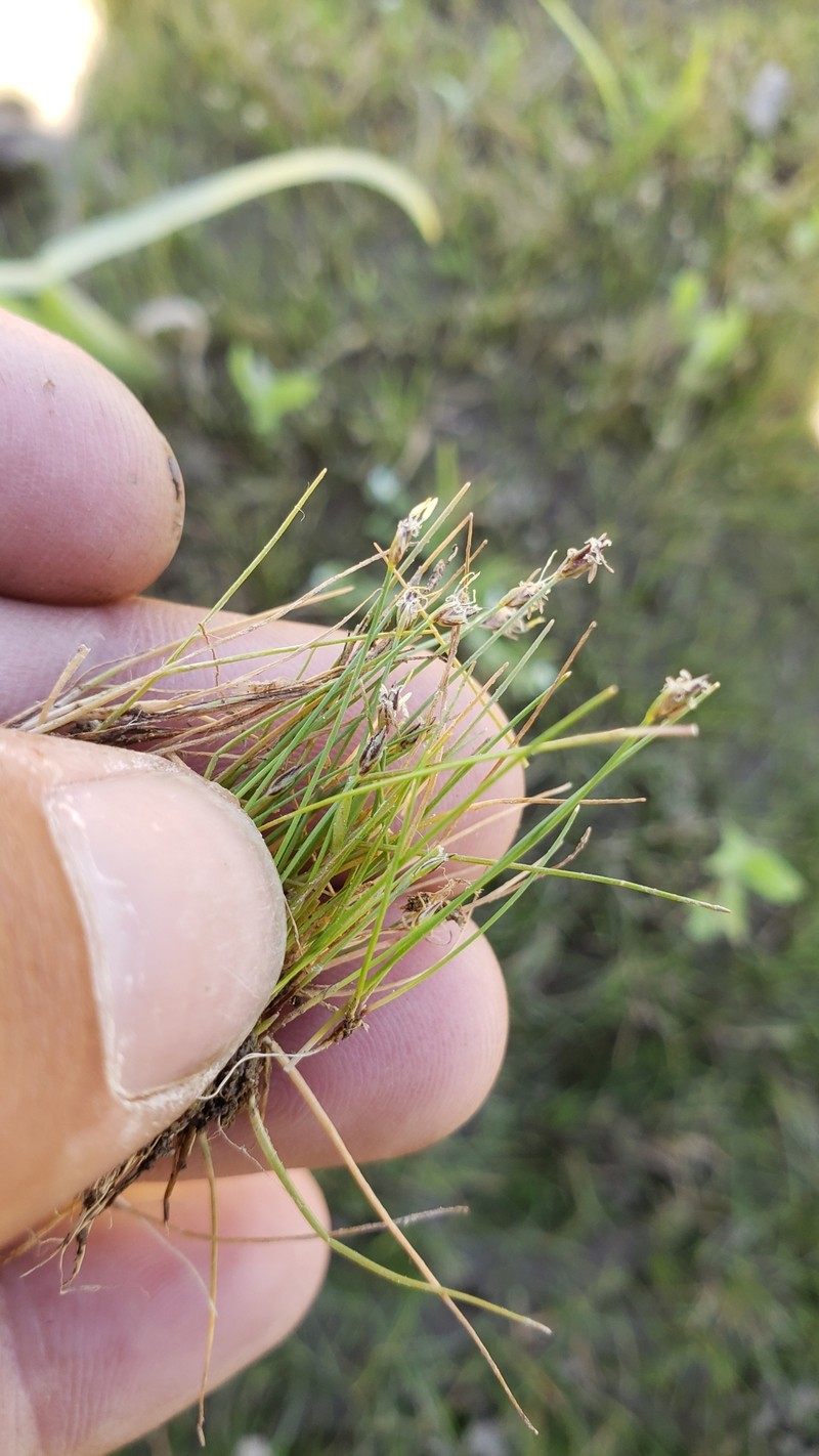 Eleocharis acicularis var. acicularis