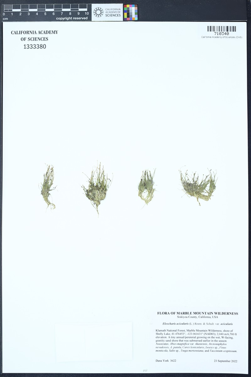 Eleocharis acicularis var. acicularis photo 2