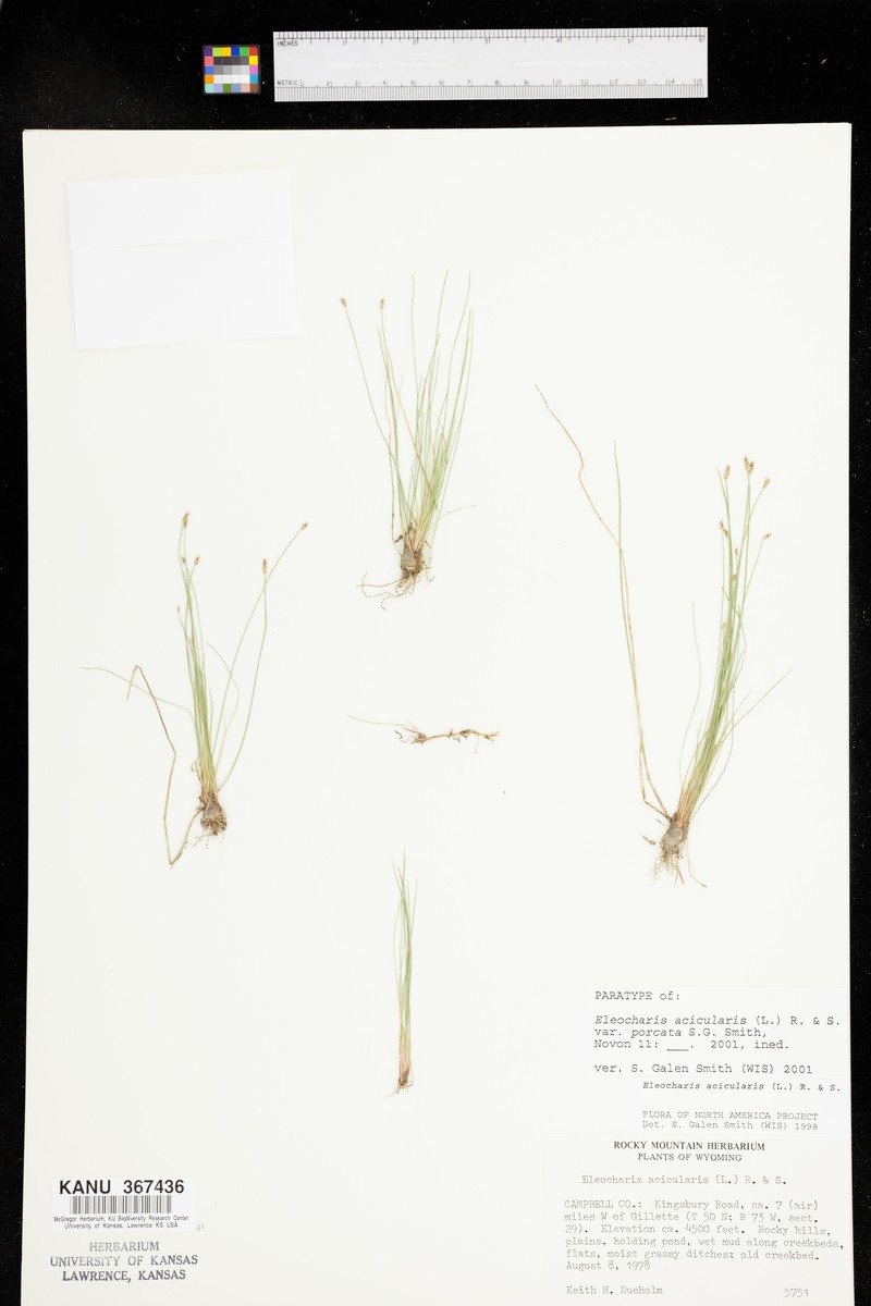 Eleocharis acicularis var. porcata