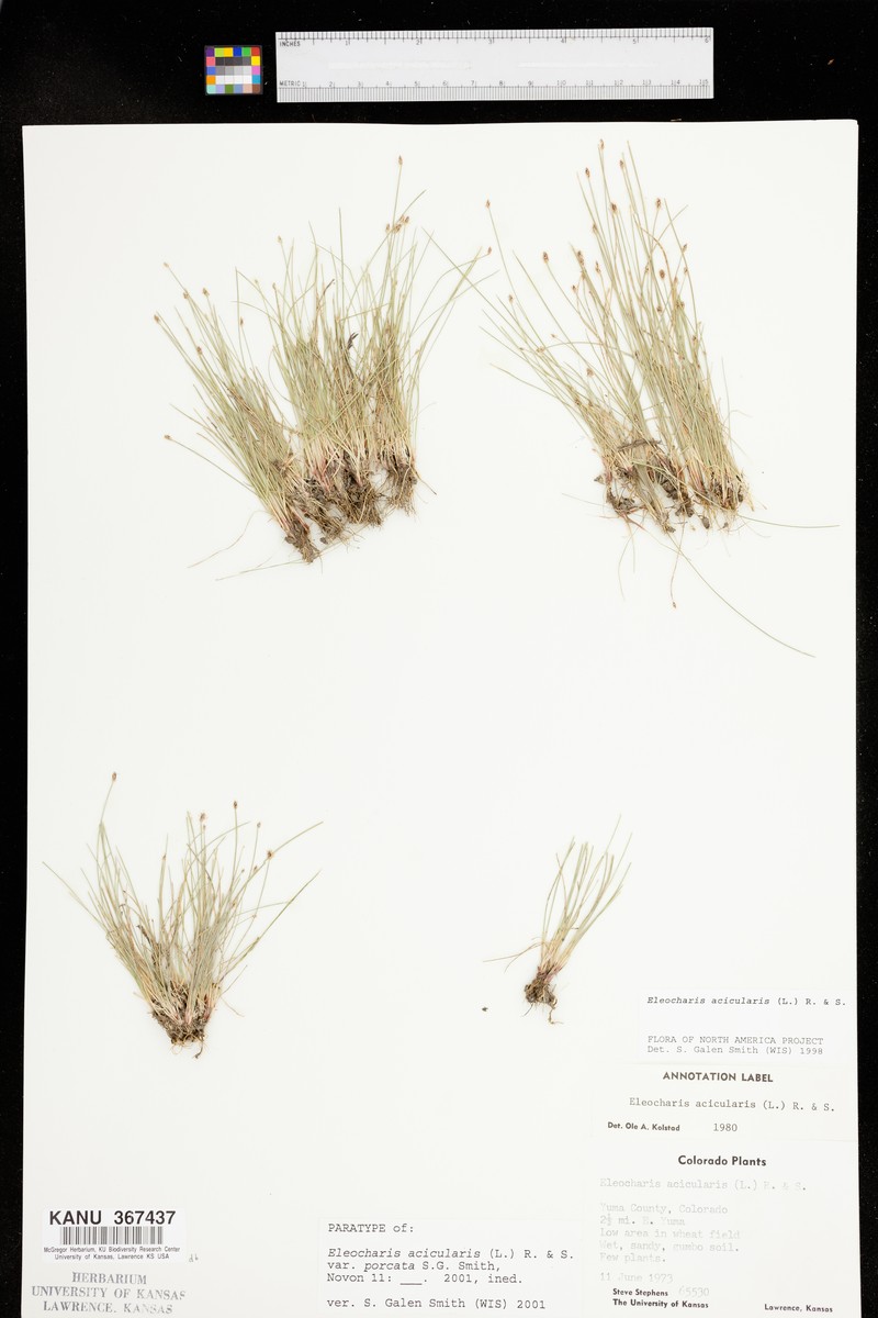 Eleocharis acicularis var. porcata photo 2
