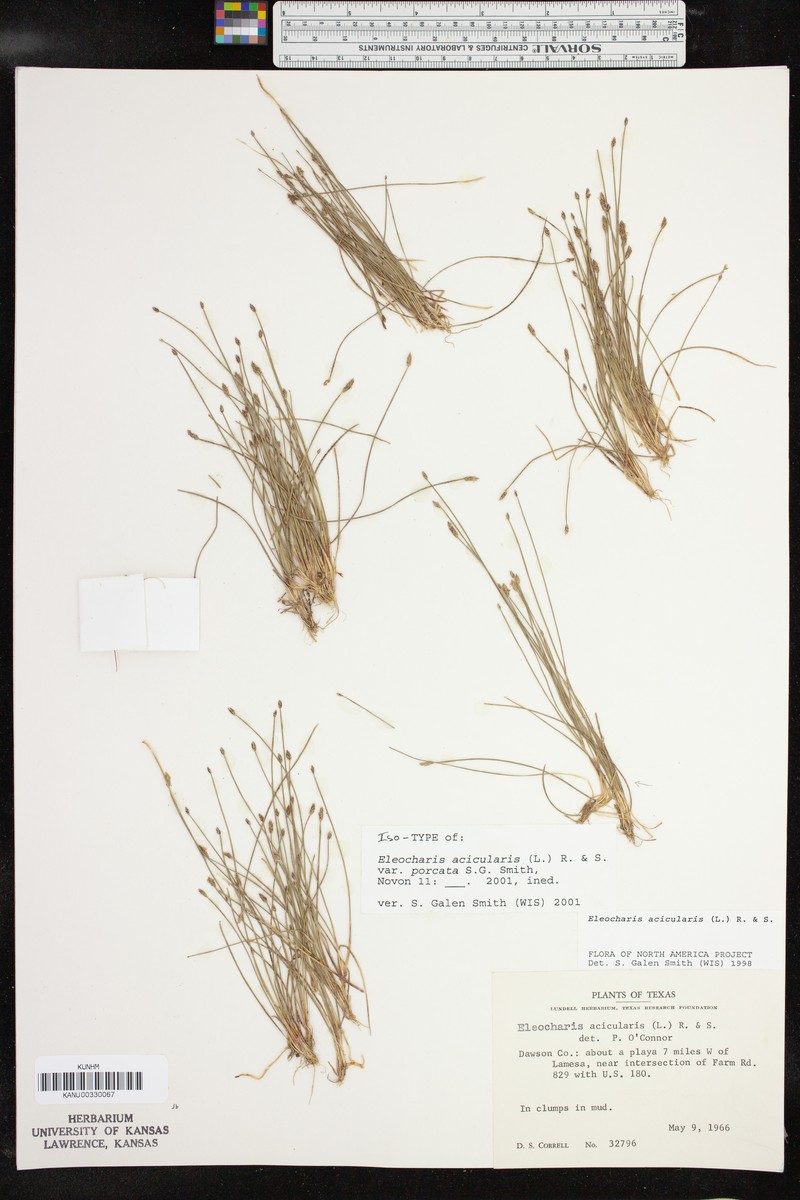 Eleocharis acicularis var. porcata photo 3