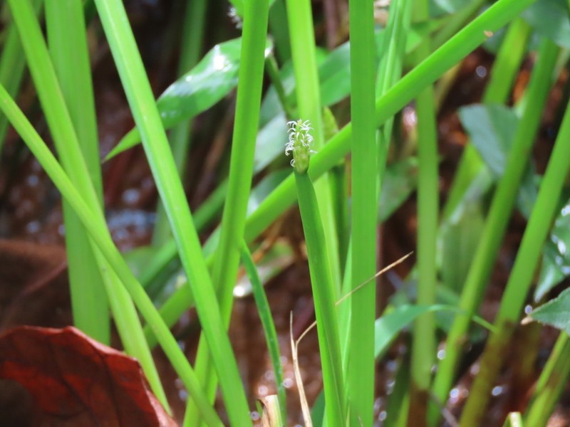 Acute Spikerush photo 3