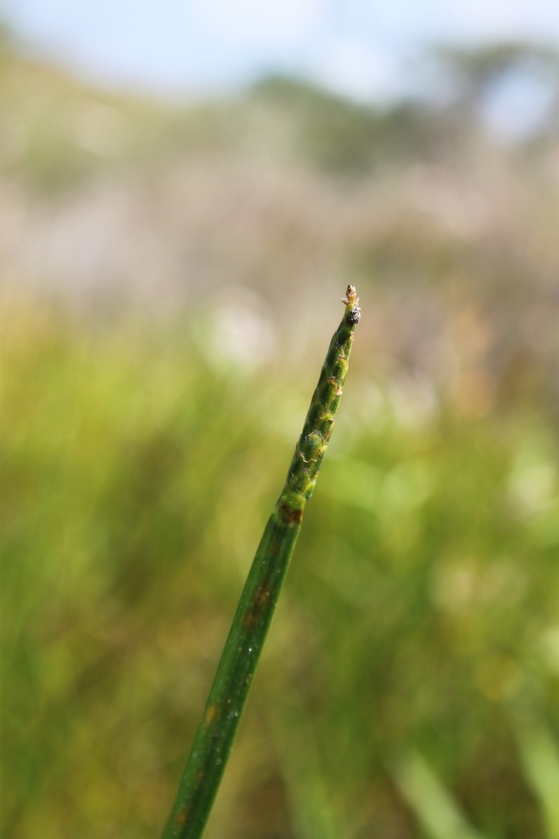Acute Spikerush photo 7
