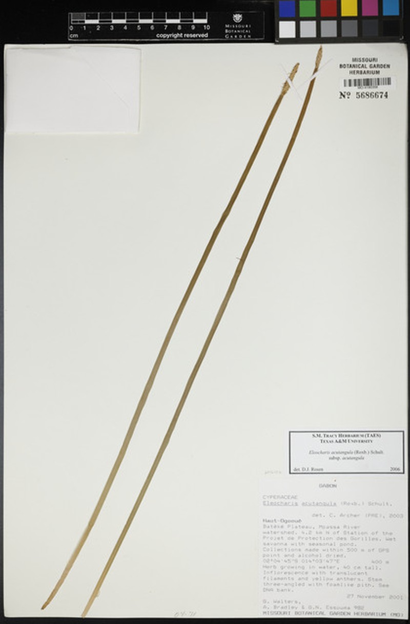 Eleocharis acutangula subsp. acutangula
