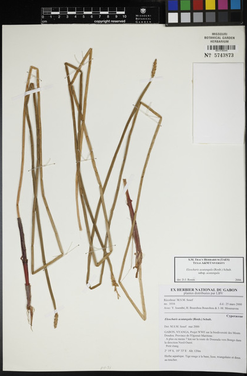 Eleocharis acutangula subsp. acutangula photo 2