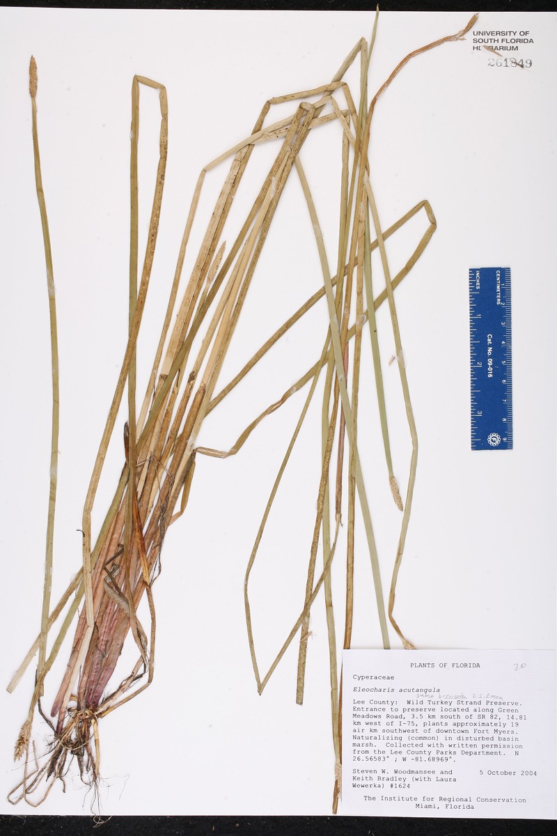 Eleocharis acutangula subsp. breviseta photo 2