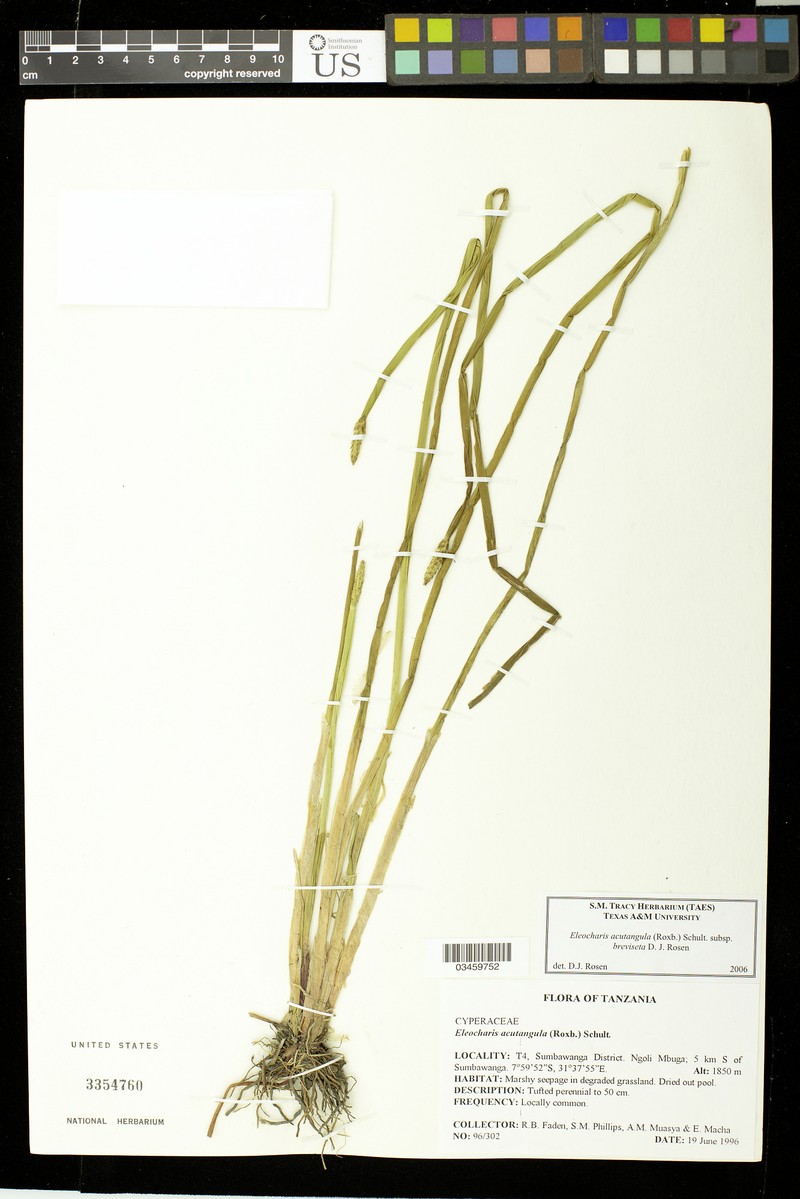 Eleocharis acutangula subsp. breviseta photo 3