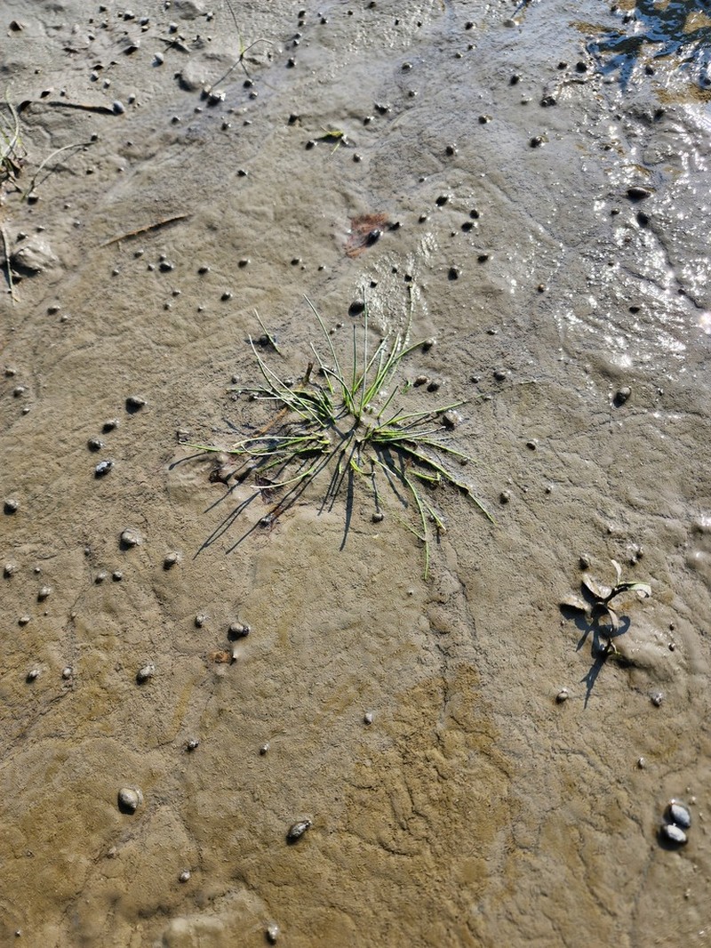 Tidal Spikerush photo 5
