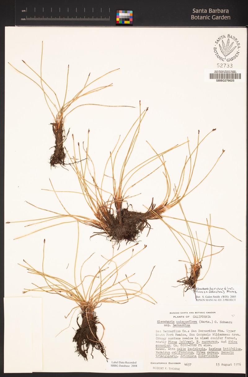 Eleocharis bernardina