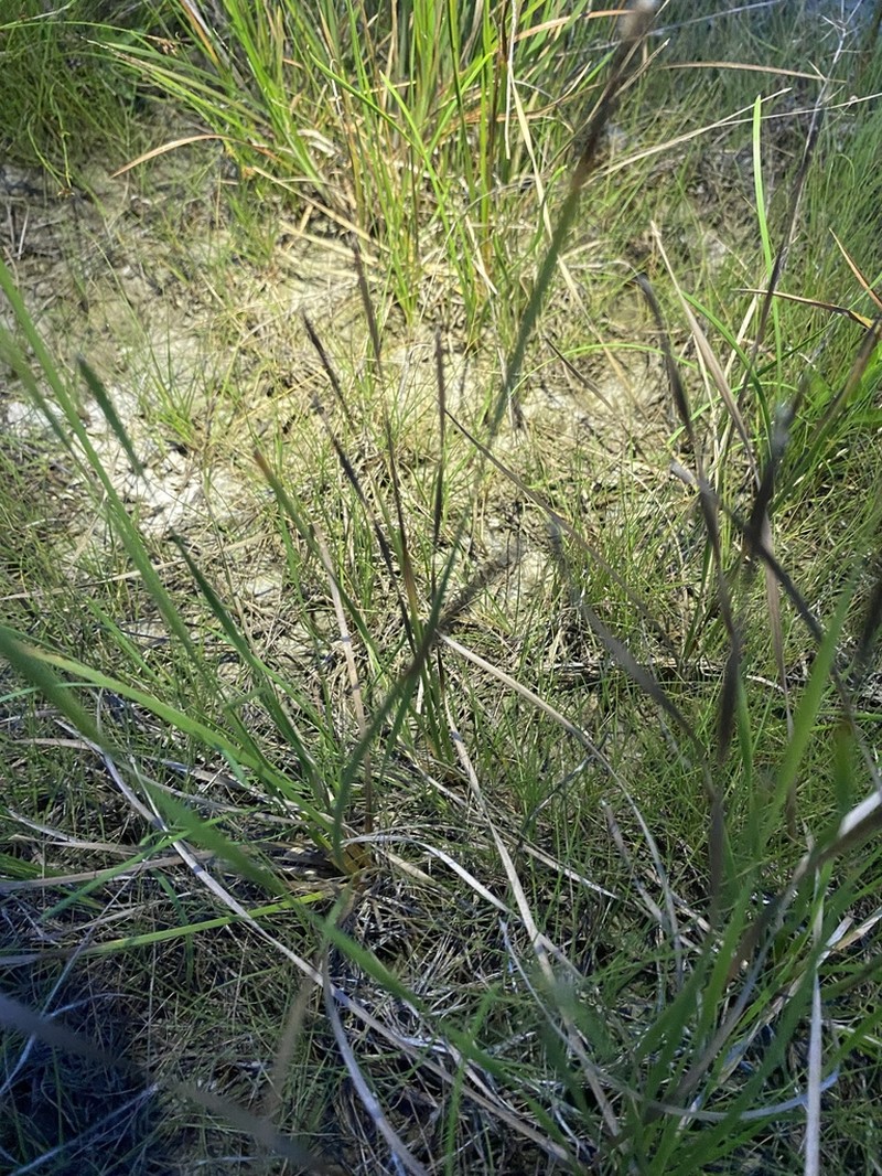 Glades Spikerush