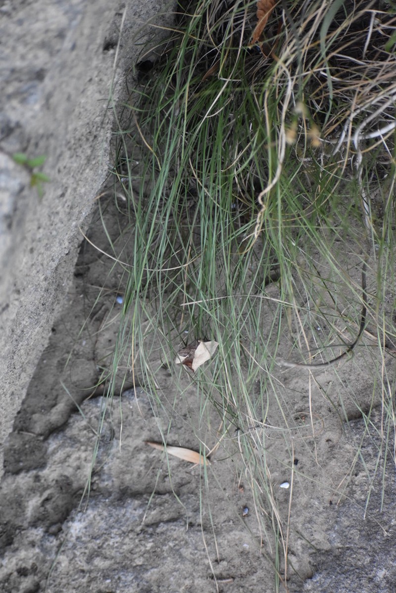 Glades Spikerush photo 5